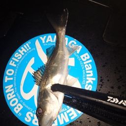 セイゴ（マルスズキ）