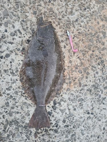 ヒラメの釣果