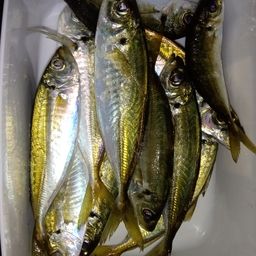 アジ