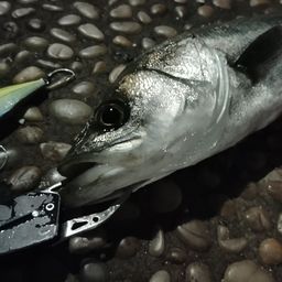 シーバス
