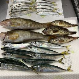 エゾイソアイナメ