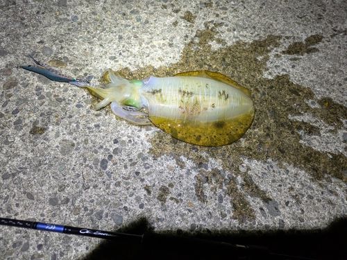 アオリイカの釣果