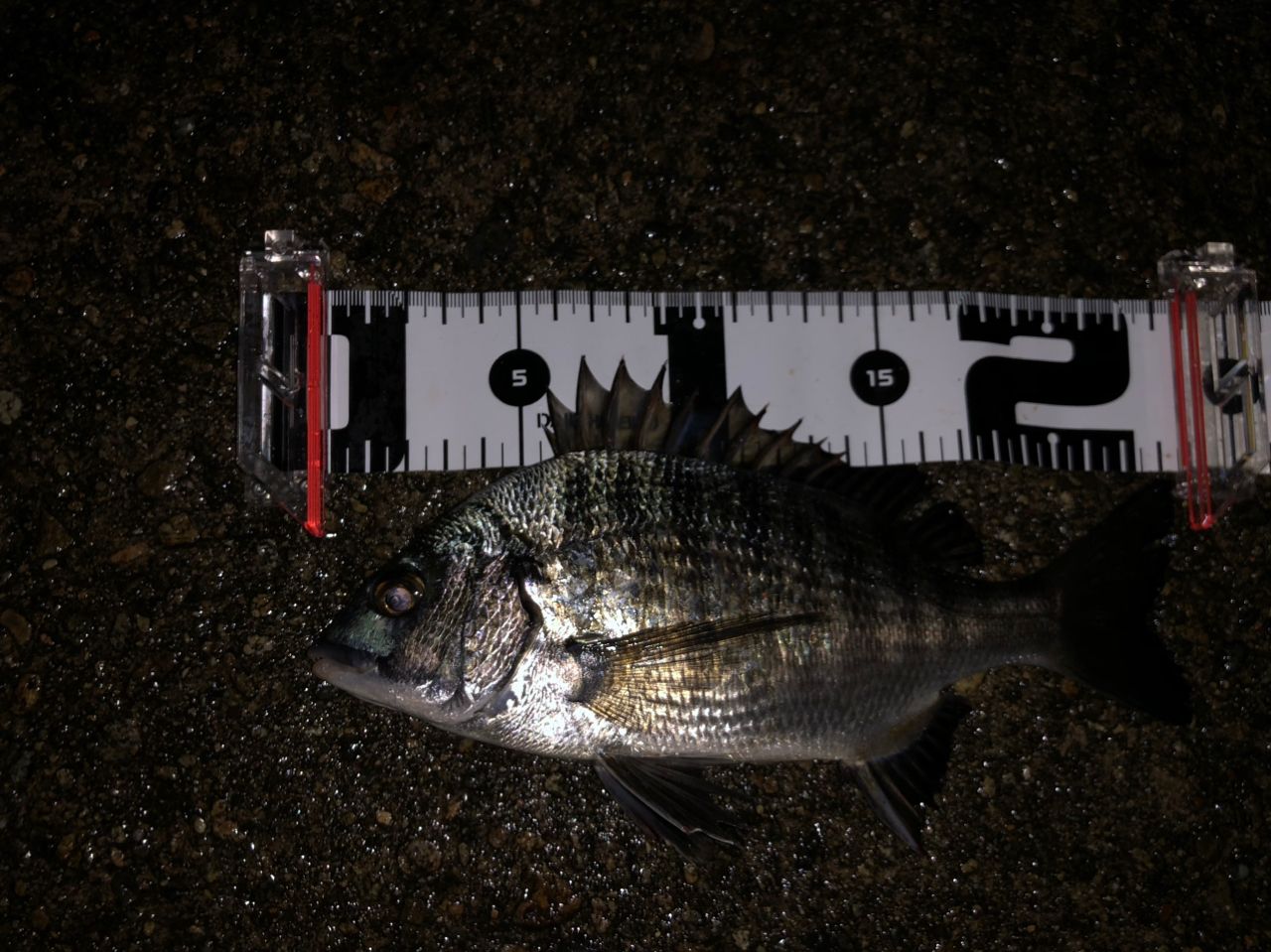 DAIWA 19チヌマスター 90の最安値・インプレ・釣果 | 本音の口コミが