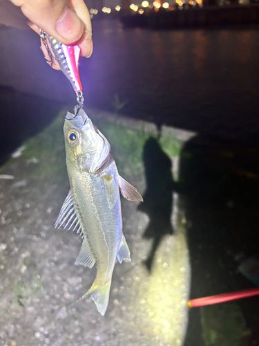 セイゴ(タイリクスズキ)の釣果