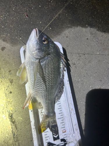 キビレの釣果