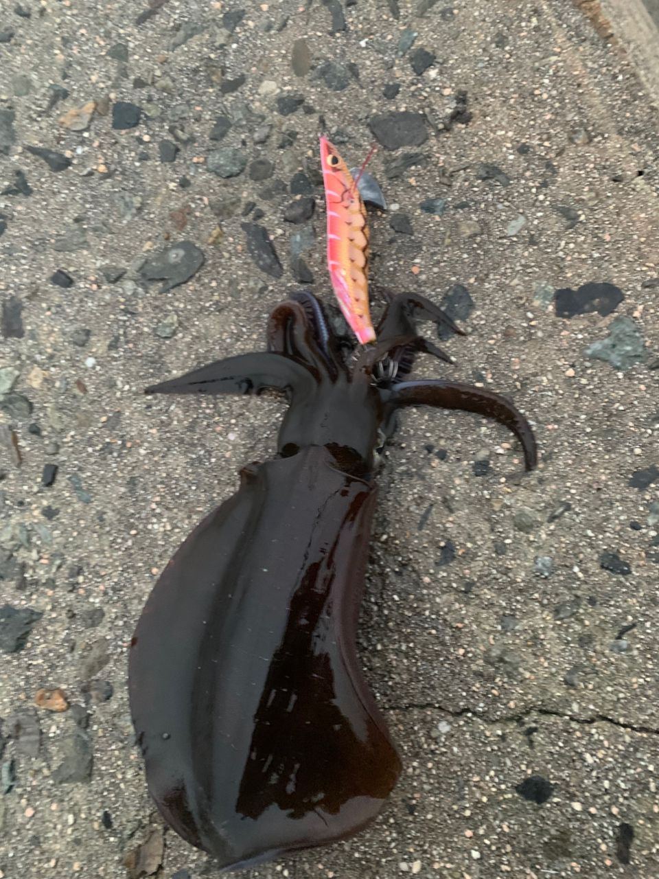 DAIWA 20エメラルダス AIR AGS 86MLの最安値・インプレ・釣果