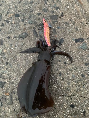 しまなみ海道