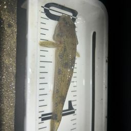 ウロハゼ