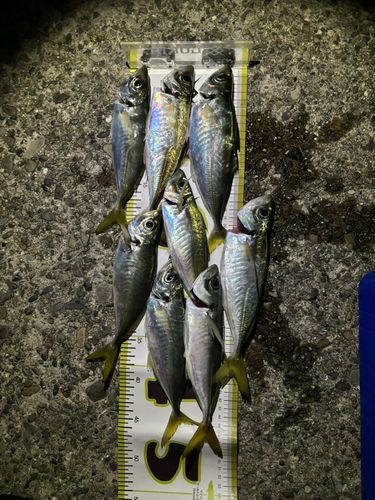 アジの釣果
