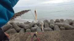 シロギスの釣果