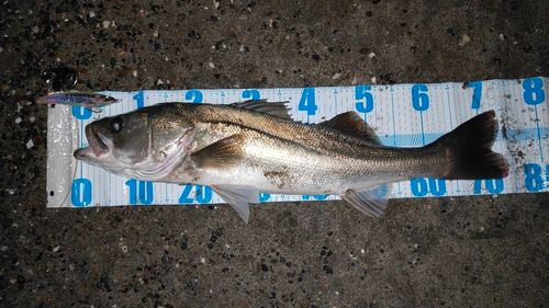 シーバスの釣果