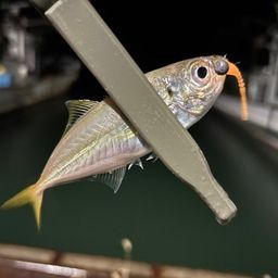 アジ