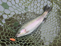 ニジマスの釣果