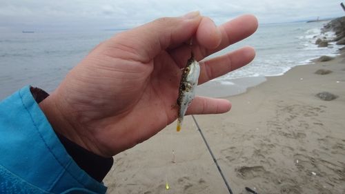 クサフグの釣果