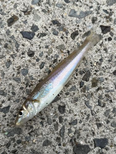 シロギスの釣果