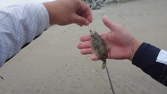 ソゲの釣果
