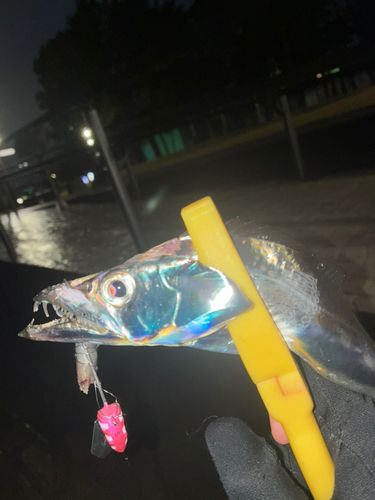 タチウオの釣果