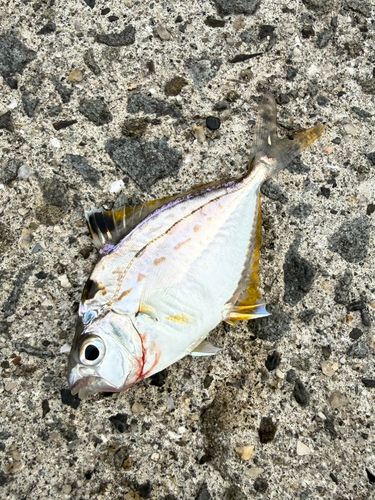 ヒイラギの釣果