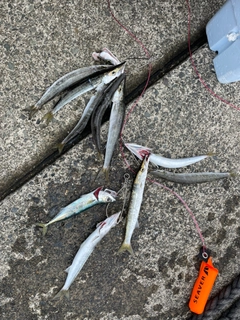 カマスの釣果