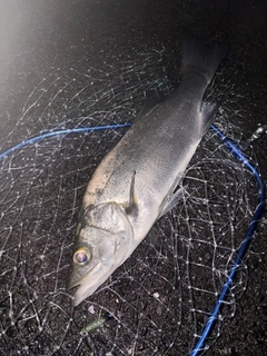 ヒラスズキの釣果