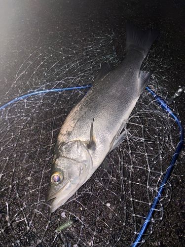 駿河湾