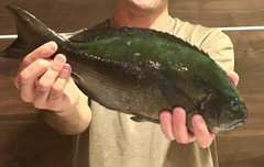 メジナの釣果