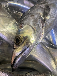 タチウオの釣果