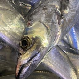 タチウオ