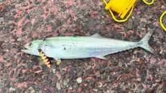 サゴシの釣果