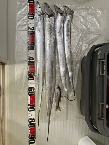 タチウオの釣果