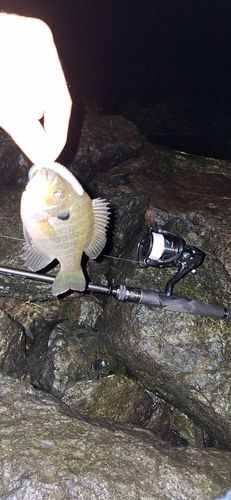 塩津湾