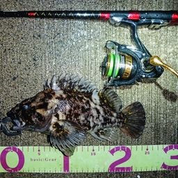 オウゴンムラソイ