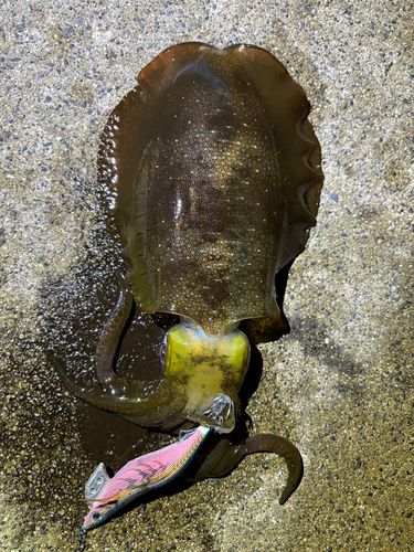 アオリイカの釣果