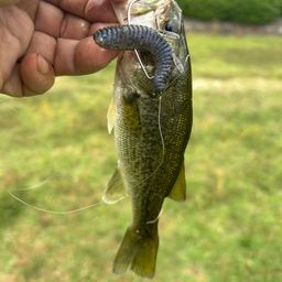 ラージマウスバス