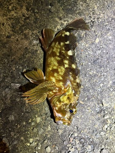 カサゴの釣果