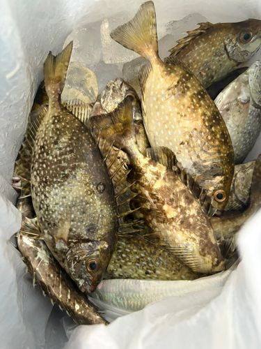 アイゴの釣果