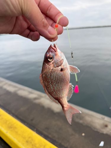 タイの釣果
