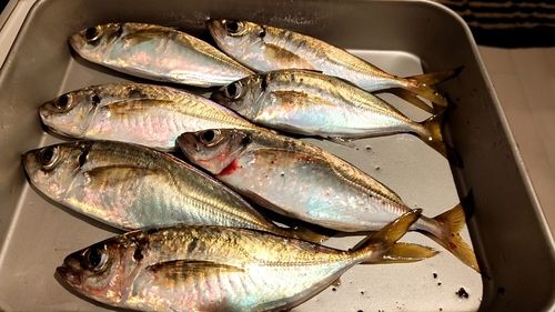 アジの釣果