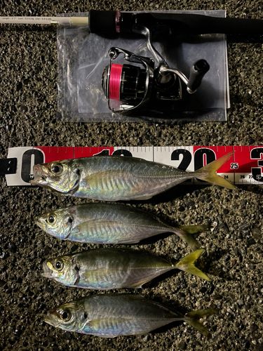 アジの釣果