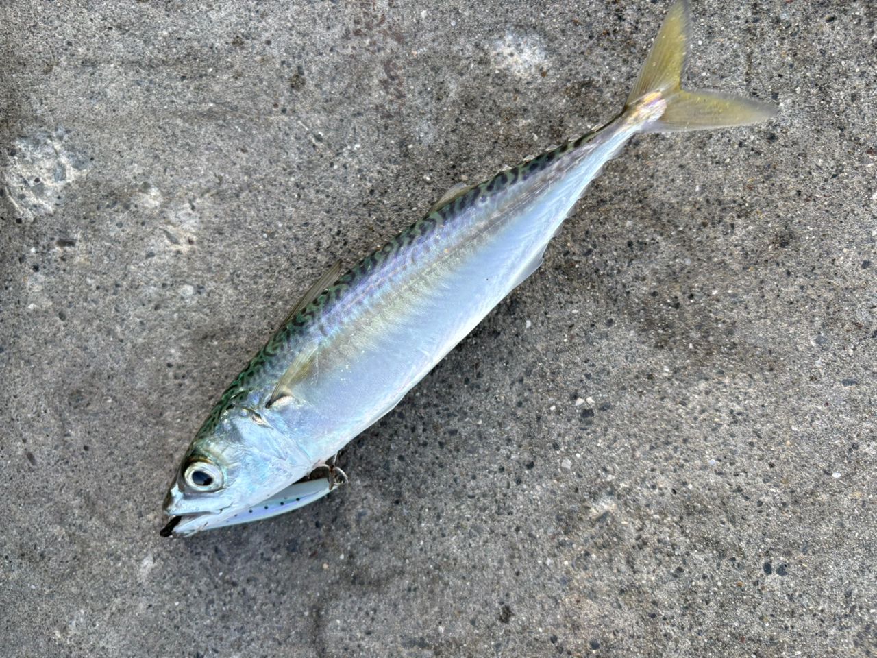 Jackson サーフトライブ STSLS-9062L+の最安値・インプレ・釣果