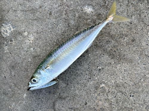 松川浦
