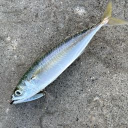 サバ