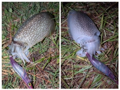 シリヤケイカの釣果