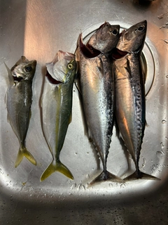 マルソウダの釣果