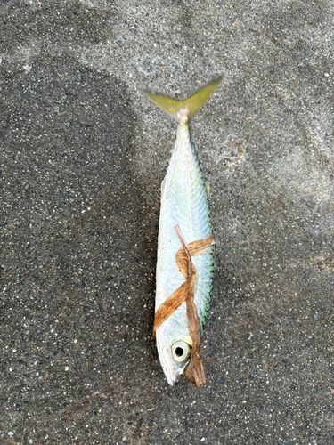 松川浦漁港