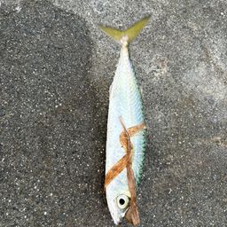 サバ