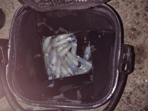 マメイカの釣果