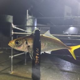 アジ