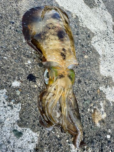 アオリイカの釣果