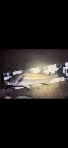 セイゴ(マルスズキ)の釣果